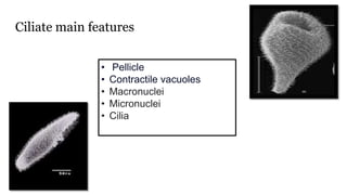 Ciliate main features
• Pellicle
• Contractile vacuoles
• Macronuclei
• Micronuclei
• Cilia
 