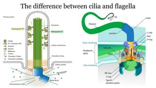 The difference between cilia and flagella
 
