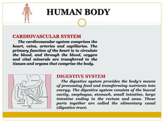 HUMAN BODY
CARDIOVASCULAR SYSTEM
The cardiovascular system comprises the
heart, veins, arteries and capillaries. The
primary function of the heart is to circulate
the blood, and through the blood, oxygen
and vital minerals are transferred to the
tissues and organs that comprise the body.
DIGESTIVE SYSTEM
The digestive system provides the body's means
of processing food and transforming nutrients into
energy. The digestive system consists of the buccal
cavity, esophagus, stomach, small intestine, large
intestine ending in the rectum and anus. These
parts together are called the alimentary canal
(digestive tract).
 