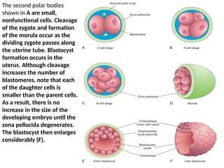 Comprehensive Overview of Second Week Human Embryonic Development and ...