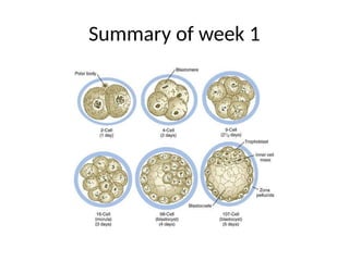Comprehensive Overview of Second Week Human Embryonic Development and ...