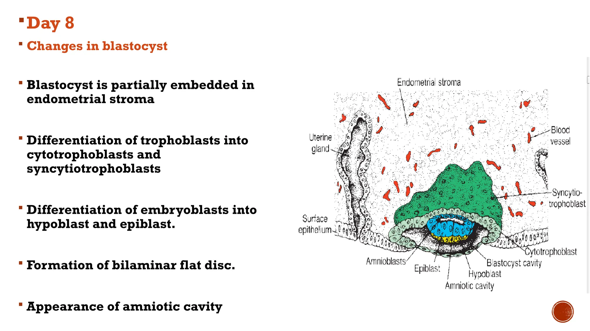 Day 8
 Changes in blastocyst
 Blastocyst is partially embedded in
endometrial stroma
 Differentiation of trophoblasts into
cytotrophoblasts and
syncytiotrophoblasts
 Differentiation of embryoblasts into
hypoblast and epiblast.
 Formation of bilaminar flat disc.
 Appearance of amniotic cavity
 