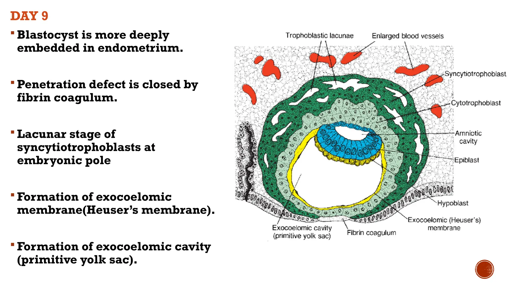DAY 9
 Blastocyst is more deeply
embedded in endometrium.
 Penetration defect is closed by
fibrin coagulum.
 Lacunar stage of
syncytiotrophoblasts at
embryonic pole
 Formation of exocoelomic
membrane(Heuser’s membrane).
 Formation of exocoelomic cavity
(primitive yolk sac).
 