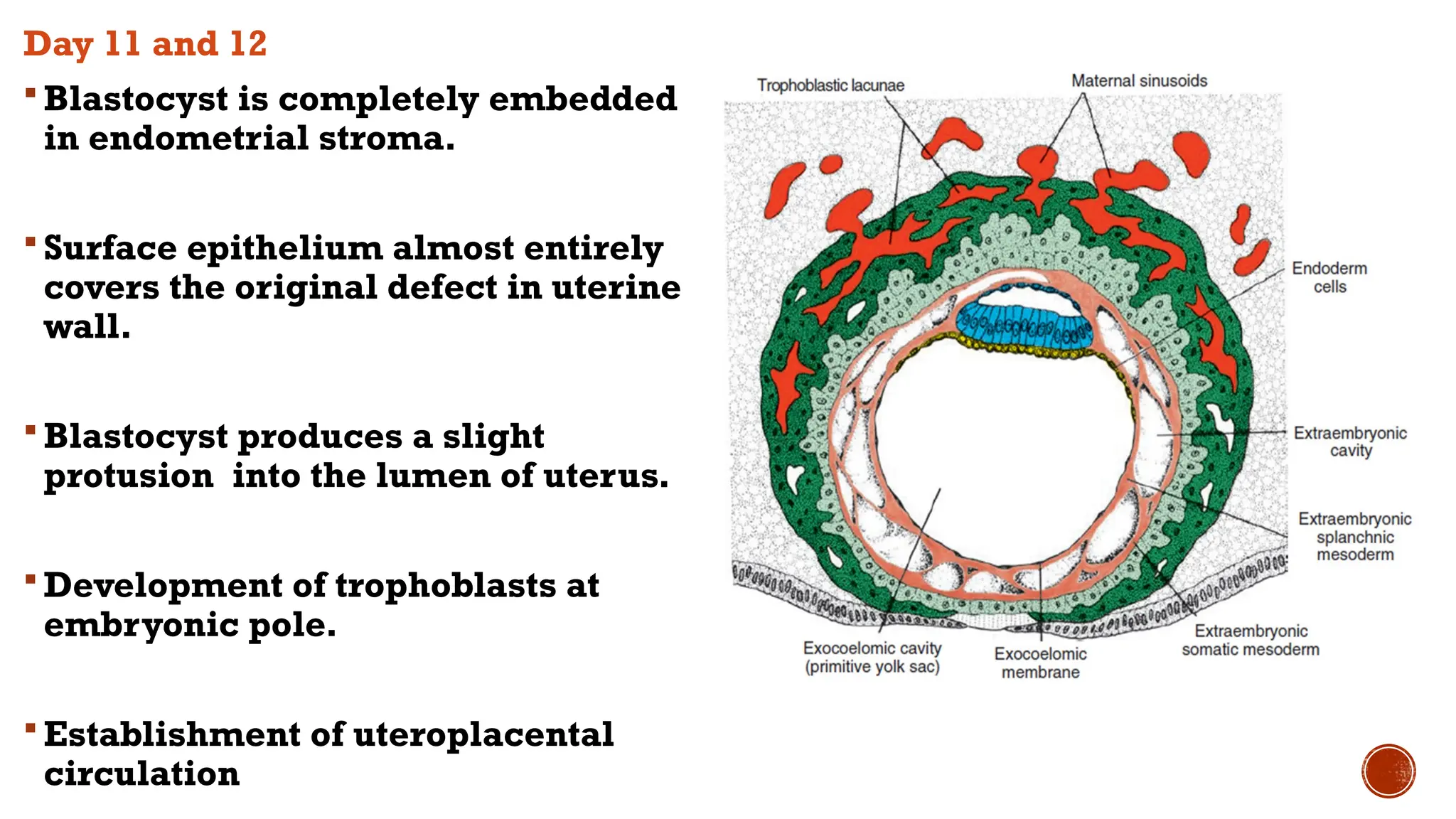 Day 11 and 12
 Blastocyst is completely embedded
in endometrial stroma.
 Surface epithelium almost entirely
covers the original defect in uterine
wall.
 Blastocyst produces a slight
protusion into the lumen of uterus.
 Development of trophoblasts at
embryonic pole.
 Establishment of uteroplacental
circulation
 