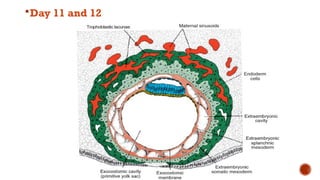 second week of development pathology.pptx