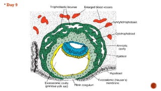 Second Week Of Development second week of development pathology.pptx
