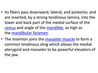 Strong Ramus 2nd year MBBS anatomy mcqs with explanation | PPTX