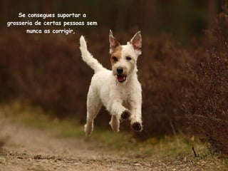 Se consegues suportar a grosseria de certas pessoas sem nunca as corrigir,  