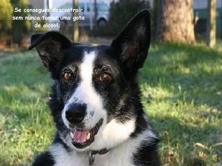 Se consegues descontrair sem nunca tomar uma gota de alcool,   