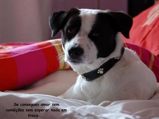 Se consegues amar sem condições sem esperar nada em troca ...  