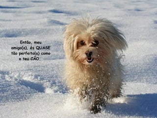 Então, meu amigo (a) , és QUASE tão perfeito (a)  como o teu CÃO .  