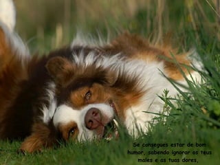 Se consegues estar de bom humor, sabendo ignorar os teus males e as tuas dores,  