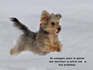 Se consegues nunca te queixar  nem aborrecer os outros com  os teus problemas,  