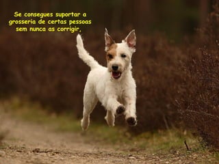 Se consegues suportar a
grosseria de certas pessoas
sem nunca as corrigir,

 