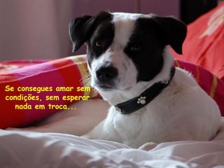 Se consegues amar sem
condições, sem esperar
nada em troca...

 