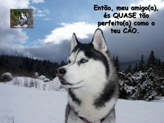 Então, meu amigo(a),
és QUASE tão
perfeito(a) como o
teu CÃO.

 