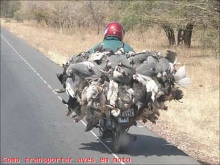 Como transportar aves em moto
 