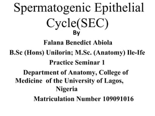 Spermatogenic Epithelial
Cycle(SEC)
By
Falana Benedict Abiola
B.Sc (Hons) Unilorin; M.Sc. (Anatomy) Ile-Ife
Practice Seminar 1
Department of Anatomy, College of
Medicine of the University of Lagos,
Nigeria
Matriculation Number 109091016
 