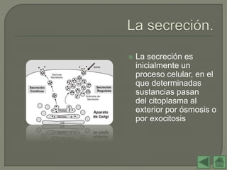  La secreción es
inicialmente un
proceso celular, en el
que determinadas
sustancias pasan
del citoplasma al
exterior por ósmosis o
por exocitosis
 
