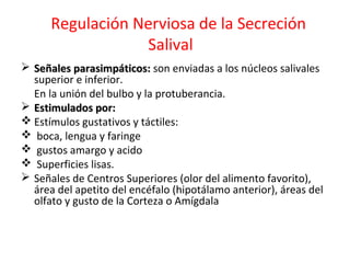 Regulación Nerviosa de la Secreción
Salival
 Señales parasimpáticos:Señales parasimpáticos: son enviadas a los núcleos salivales
superior e inferior.
En la unión del bulbo y la protuberancia.
 Estimulados por:Estimulados por:
 Estímulos gustativos y táctiles:
 boca, lengua y faringe
 gustos amargo y acido
 Superficies lisas.
 Señales de Centros Superiores (olor del alimento favorito),
área del apetito del encéfalo (hipotálamo anterior), áreas del
olfato y gusto de la Corteza o Amígdala
 
