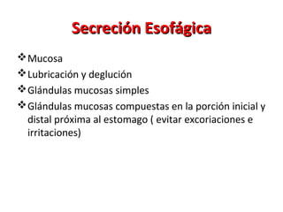 Secreción EsofágicaSecreción Esofágica
Mucosa
Lubricación y deglución
Glándulas mucosas simples
Glándulas mucosas compuestas en la porción inicial y
distal próxima al estomago ( evitar excoriaciones e
irritaciones)
 