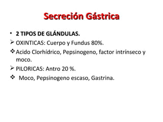 Secreción GástricaSecreción Gástrica
• 2 TIPOS DE GLÁNDULAS.2 TIPOS DE GLÁNDULAS.
 OXINTICAS: Cuerpo y Fundus 80%.
Acido Clorhídrico, Pepsinogeno, factor intrínseco y
moco.
 PILORICAS: Antro 20 %.
 Moco, Pepsinogeno escaso, Gastrina.
 
