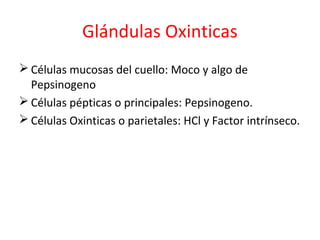 Glándulas Oxinticas
 Células mucosas del cuello: Moco y algo de
Pepsinogeno
 Células pépticas o principales: Pepsinogeno.
 Células Oxinticas o parietales: HCl y Factor intrínseco.
 