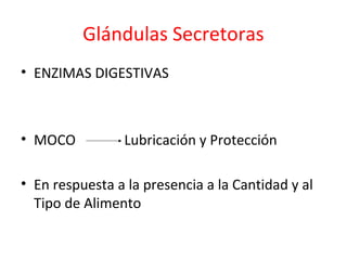 Glándulas Secretoras
• ENZIMAS DIGESTIVAS
• MOCO Lubricación y Protección
• En respuesta a la presencia a la Cantidad y al
Tipo de Alimento
 