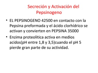 Secreción y Activación del
Pepsinogeno
• EL PEPSINOGENO 42500 en contacto con la
Pepsina preformada y el ácido clorhídrico se
activan y convierten en PEPSINA 35000
• Enzima proteolitica activa en medios
acidos(pH entre 1,8 y 3,5)cuando el pH 5
pierde gran parte de su actividad.
 