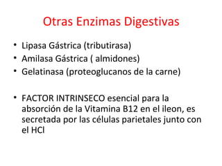 Otras Enzimas Digestivas
• Lipasa Gástrica (tributirasa)
• Amilasa Gástrica ( almidones)
• Gelatinasa (proteoglucanos de la carne)
• FACTOR INTRINSECO esencial para la
absorción de la Vitamina B12 en el ileon, es
secretada por las células parietales junto con
el HCl
 