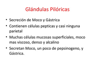 Glándulas Pilóricas
• Secreción de Moco y Gástrica
• Contienen células pepticas y casi ninguna
parietal
• Muchas células mucosas superficiales, moco
mas viscoso, denso y alcalino
• Secretan Moco, un poco de pepsinogeno, y
Gástrica.
 