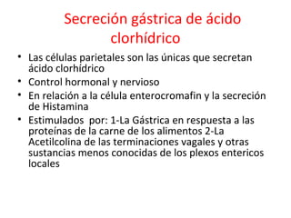 Secreción gástrica de ácido
clorhídrico
• Las células parietales son las únicas que secretan
ácido clorhídrico
• Control hormonal y nervioso
• En relación a la célula enterocromafin y la secreción
de Histamina
• Estimulados por: 1-La Gástrica en respuesta a las
proteínas de la carne de los alimentos 2-La
Acetilcolina de las terminaciones vagales y otras
sustancias menos conocidas de los plexos entericos
locales
 