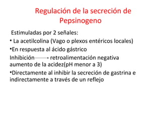 Regulación de la secreción de
Pepsinogeno
Estimuladas por 2 señales:
• La acetilcolina (Vago o plexos entéricos locales)
•En respuesta al ácido gástrico
Inhibición retroalimentación negativa
aumento de la acidez(pH menor a 3)
•Directamente al inhibir la secreción de gastrina e
indirectamente a través de un reflejo
 