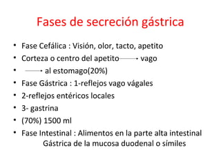 Fases de secreción gástrica
• Fase Cefálica : Visión, olor, tacto, apetito
• Corteza o centro del apetito vago
• al estomago(20%)
• Fase Gástrica : 1-reflejos vago vágales
• 2-reflejos entéricos locales
• 3- gastrina
• (70%) 1500 ml
• Fase Intestinal : Alimentos en la parte alta intestinal
Gástrica de la mucosa duodenal o símiles
 