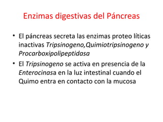 Enzimas digestivas del Páncreas
• El páncreas secreta las enzimas proteo líticas
inactivas Tripsinogeno,Quimiotripsinogeno y
Procarboxipolipeptidasa
• El Tripsinogeno se activa en presencia de la
Enterocinasa en la luz intestinal cuando el
Quimo entra en contacto con la mucosa
 