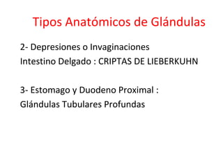 Tipos Anatómicos de Glándulas
2- Depresiones o Invaginaciones
Intestino Delgado : CRIPTAS DE LIEBERKUHN
3- Estomago y Duodeno Proximal :
Glándulas Tubulares Profundas
 