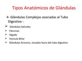 Tipos Anatómicos de Glándulas
4- Glándulas Complejas asociadas al Tubo
Digestivo :
 Glándulas Salivales
 Páncreas
 Hígado
 Vesícula Biliar
 Glándulas Acinares, situadas fuera del tubo digestivo
 