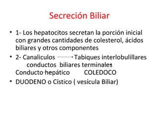 Secreción Biliar
• 1- Los hepatocitos secretan la porción inicial
con grandes cantidades de colesterol, ácidos
biliares y otros componentes
• 2- Canaliculos Tabiques interlobulillares
conductos biliares terminales
Conducto hepático COLEDOCO
• DUODENO o Cístico ( vesícula Biliar)
 