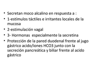 • Secretan moco alcalino en respuesta a :
• 1-estímulos táctiles e irritantes locales de la
mucosa
• 2-estimulación vagal
• 3- Hormonas especialmente la secretina
• Protección de la pared duodenal frente al jugo
gástrico acido/iones HCO3 junto con la
secreción pancreática y biliar frente al acido
gástrico
 