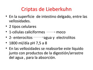 Criptas de Lieberkuhn
• En la superficie de intestino delgado, entre las
vellosidades.
• 2 tipos celulares
• 1-células caliciformes moco
• 2- enterocitos agua y electrolitos
• 1800 ml/día pH 7,5 a 8
• En las vellosidades se reabsorbe este liquido
junto con productos de la digestión/arrastre
del agua , para la absorción.
 
