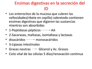 Enzimas digestivas en la secreción del
ID
• Los enterocitos de la mucosa que cubren las
vellosidades(ribete en cepillo) sobretodo contienen
enzimas digestivas que digieren las sustancias
mientras son absorbidas
• 1-Peptidasas pépticos AA
• 2-Sacarasas, maltasas, isomaltasa y lactasas
• disacáridos monosacáridos
• 3-Lipasas intestinales
• Grasas neutras Glicerol y Ac. Grasos
• Ciclo vital de las células 5 días/renovación continua
 