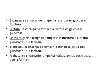 • Sacarasa: se encarga de romper la sacarosa en glucosa y
fructosa.
• Lactasa: se encarga de romper la lactosa en glucosa y
galactosa.
• Isomaltasa: se encarga de romper la isomaltosa en las dos
glucosas que la forman.
• Trehalasa: se encarga de romper la trehalosa en las dos
glucosas que la forman.
• Maltasa: se encarga de romper la maltosa en las dos glucosas
que la forman.
 