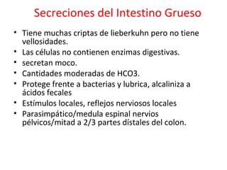 Secreciones del Intestino Grueso
• Tiene muchas criptas de lieberkuhn pero no tiene
vellosidades.
• Las células no contienen enzimas digestivas.
• secretan moco.
• Cantidades moderadas de HCO3.
• Protege frente a bacterias y lubrica, alcaliniza a
ácidos fecales
• Estímulos locales, reflejos nerviosos locales
• Parasimpático/medula espinal nervios
pélvicos/mitad a 2/3 partes dístales del colon.
 