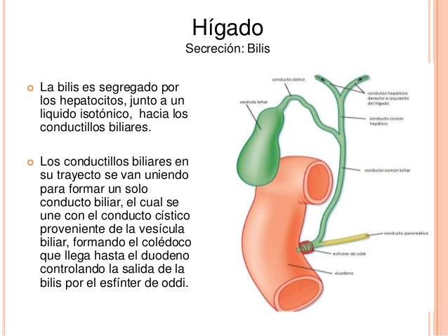 Secreciones gastrointestinales