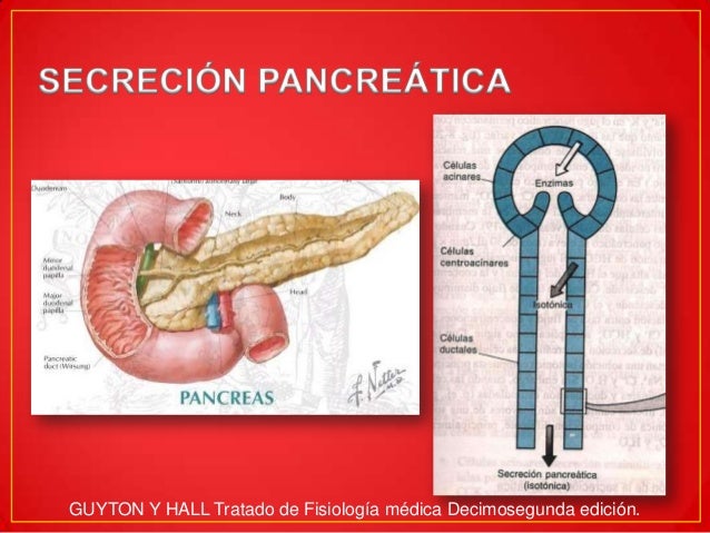 Secrecion pancreatica Secrecion pancreatica