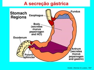 A secreção gástrica Vander, Sherman & Luciano, 1997 