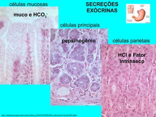 http://anatomy.iupui.edu/courses/histo_D502/D502f03/f03_labs/Lab11/Lab11f03.html células mucosas células principais células parietais muco e HCO 3 - pepsinogênio HCl e Fator Intrínseco SECREÇÕES EXÓCRINAS 