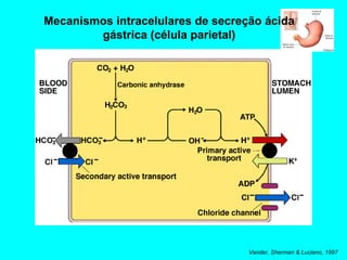 Vander, Sherman & Luciano, 1997 Mecanismos intracelulares de secreção ácida gástrica (célula parietal) 