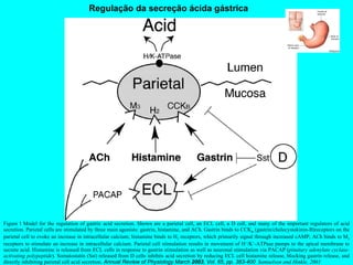 Figure 1 Model for the regulation of gastric acid secretion. Shown are a parietal cell, an ECL cell, a D cell, and many of the important regulators of acid secretion. Parietal cells are stimulated by three main agonists: gastrin, histamine, and ACh. Gastrin binds to CCK B  (gastrin/cholecystokinin-B)receptors on the parietal cell to evoke an increase in intracellular calcium; histamine binds to H 2  receptors, which primarily signal through increased cAMP; ACh binds to M 3  receptors to stimulate an increase in intracellular calcium. Parietal cell stimulation results in movement of H + /K + -ATPase pumps to the apical membrane to secrete acid. Histamine is released from ECL cells in response to gastrin stimulation as well as neuronal stimulation via PACAP ( pituitary adenylate cyclase-activating polypeptide ). Somatostatin (Sst) released from D cells inhibits acid secretion by reducing ECL cell histamine release, blocking gastrin release, and directly inhibiting parietal cell acid secretion.  Annual Review of Physiology March  2003 , Vol. 65, pp. 383-400  Samuelson and Hinkle, 2003 Regulação da secreção ácida gástrica 