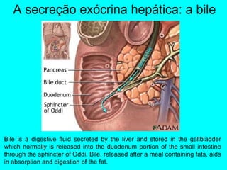 Bile is a digestive fluid secreted by the liver and stored in the gallbladder which normally is released into the duodenum portion of the small intestine through the sphincter of Oddi. Bile, released after a meal containing fats, aids in absorption and digestion of the fat.  A secreção exócrina hepática: a bile 